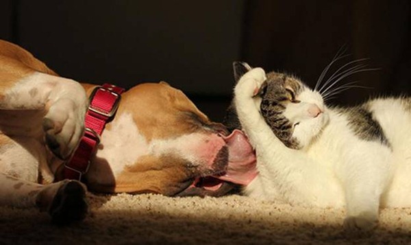13 фотографий кошек и собак, от которых на душе становиться теплее