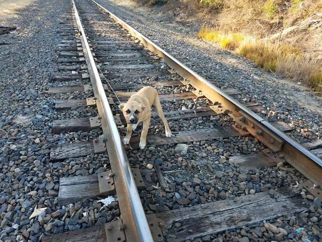 «Я не виноват, что расту!» Кто-то привязал к рельсам большого щенка и оставил ждать поезда…