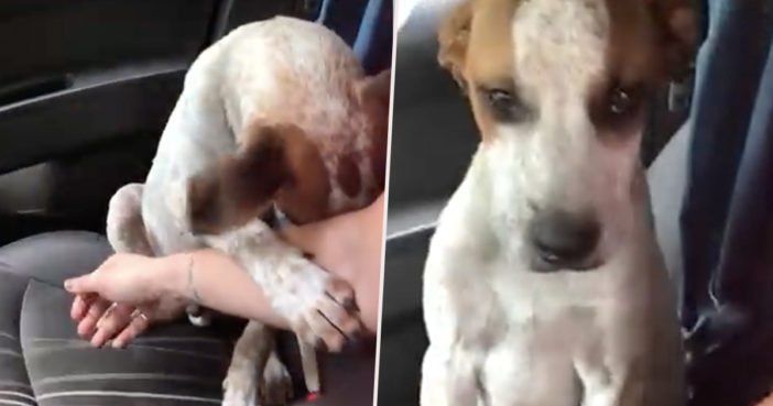 Трогательное видео выражения благодарности спасенной собаки