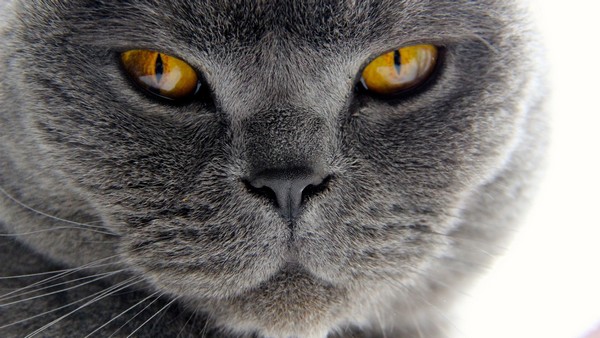 Серый кот: самый терпеливый друг и верный компаньон