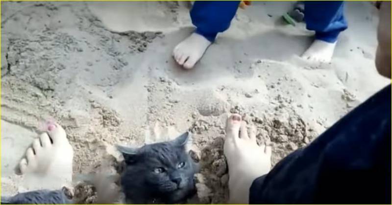 Двое детей закопали кота в песок ради лайков
