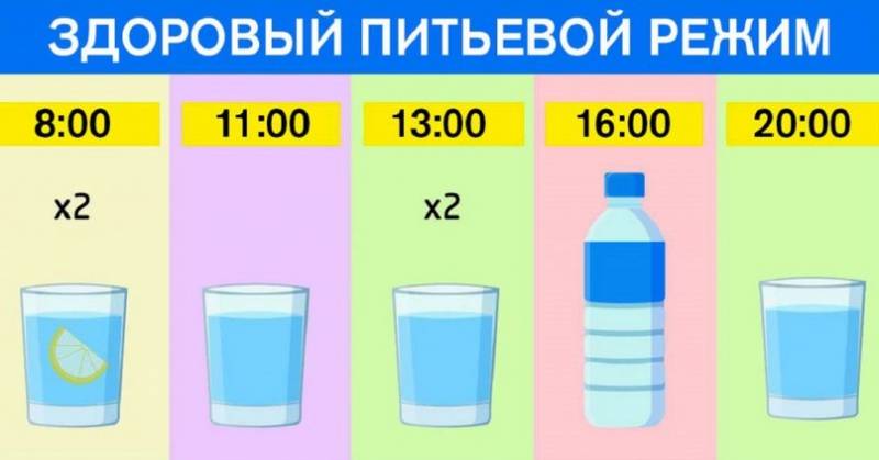 График для худеющих: пей воду по часам и ешь что хочешь. Результат — минус 15 % жира