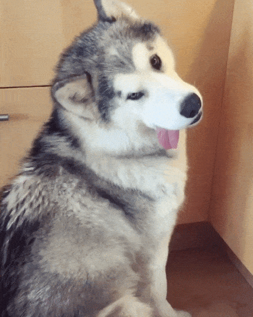 25 уморительных собак-попрошаек, которым вы не можете сказать «нет»
