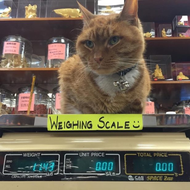 Рыжий кот каждый день в течении 9 лет приходит в магазин, ни пропустив ни дня