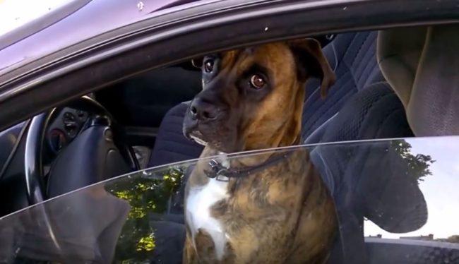 Друзья решили подшутить над псом, который в одиночестве скучал в машине!