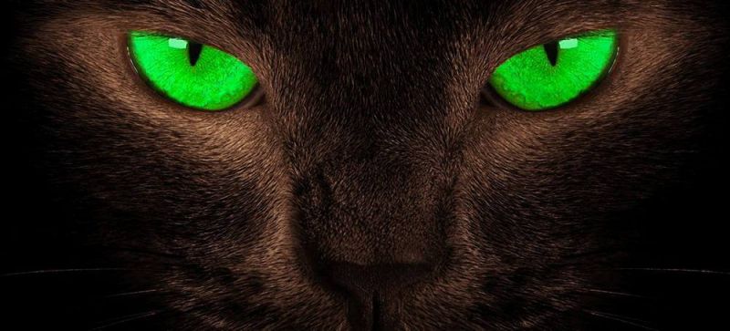 Как кошки видят в темноте