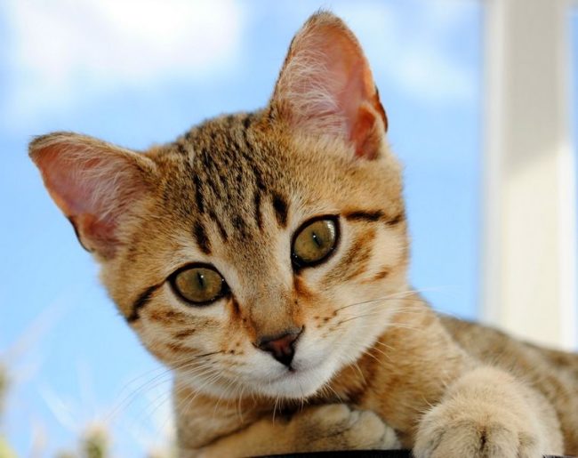 Египетская мау: настоящая кошачья экзотика