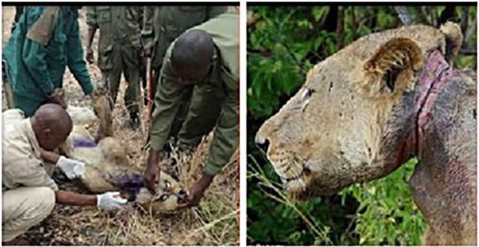 Львы 3 года кормили своего молодого собрата, который медленно погибал, попав в капкан