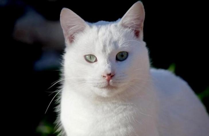 История про кота и силу условных рефлексов… Когда животные все понимают по-своему!