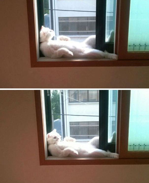 Почему кошки любят солнце и тепло