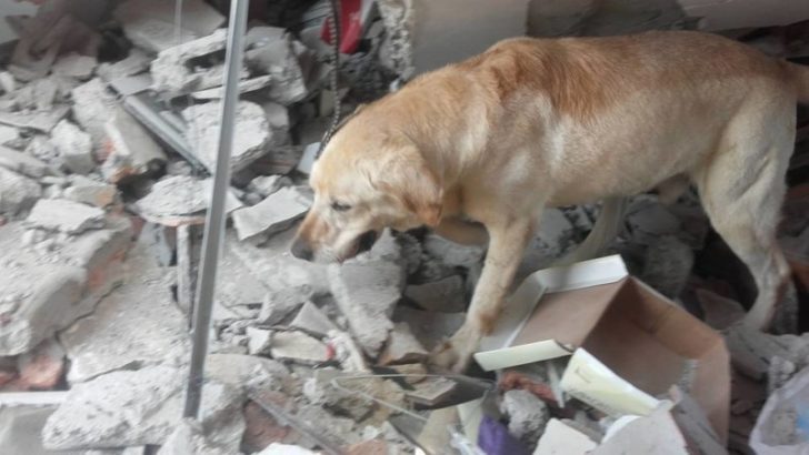Этот пес спас 7 человек, но трагически погиб, до конца выполняя свой долг спасателя…