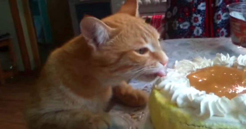 Хозяйка уговаривает кошку не есть торт