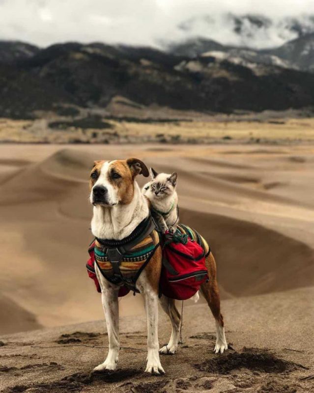 Восхитительные фото пса и кота, путешествующих по всему миру вместе со своей хозяйкой