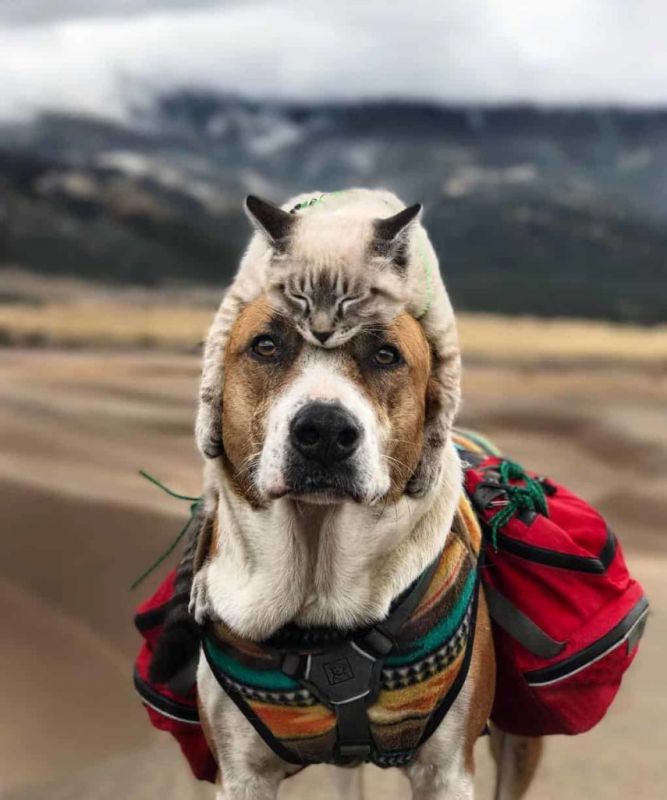 Восхитительные фото пса и кота, путешествующих по всему миру вместе со своей хозяйкой