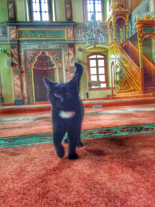 Турецкий имам впускает бездомных кошек в мечеть, чтобы они могли согреться