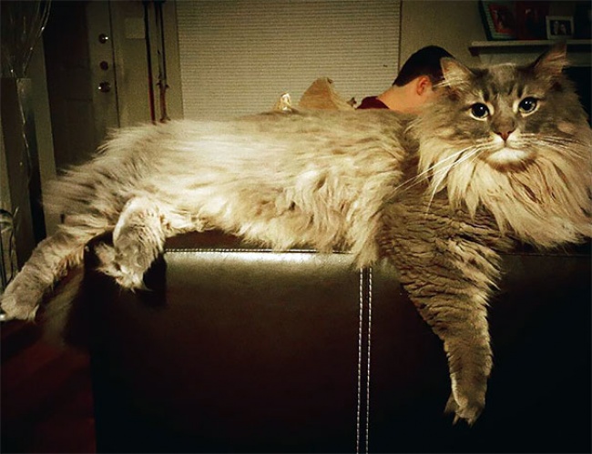 Мейн-куны — самая удивительная порода котов!