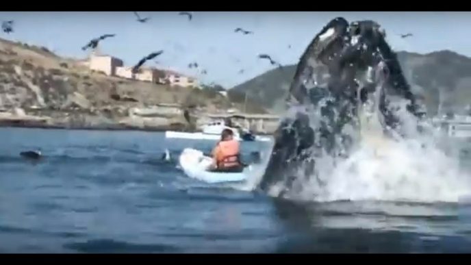 Самые невероятные кадры со всего мира с китом (Видео)