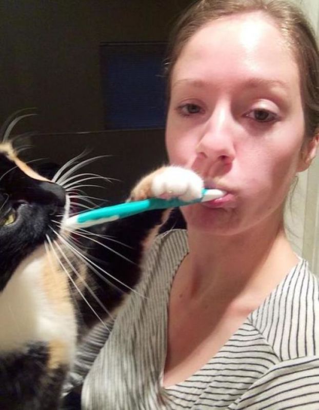 20 доказательств того, что кошки — пушистая нечисть