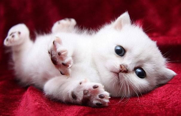 16 милейших котят для тех, кому хочется поднять себе настроение