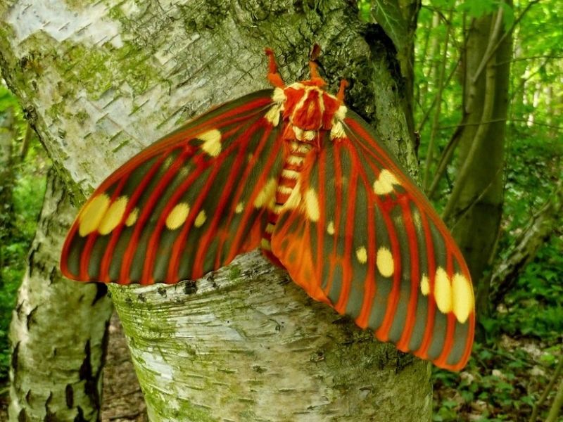 Как выглядит бабочка, в которую превращается самая большая гусеница в мире