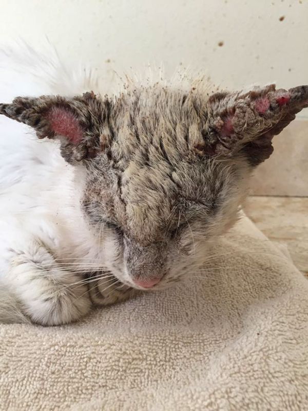 Встречайте Коттона — «слепую» кошку, которая поразила всех, когда наконец открыла глаза
