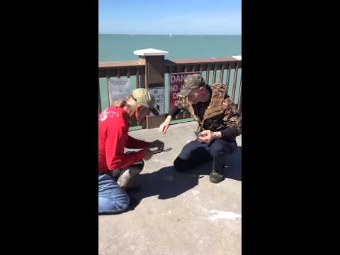 Пеликан был обречен, но его спасли…