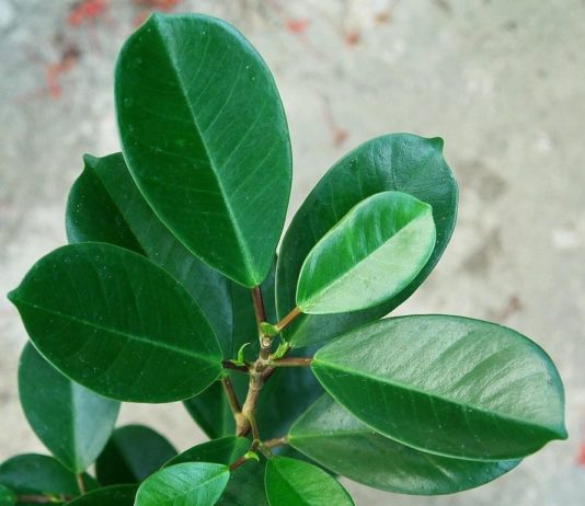 Фикусы: какие бывают виды, в чем их популярность среди наших людей, как ухаживать за растениями, полив и удобрения, температура комнаты Фикусы: какие бывают виды, в чем их популярность среди наших людей, как ухаживать за растениями, полив и удобрения, температура комнаты