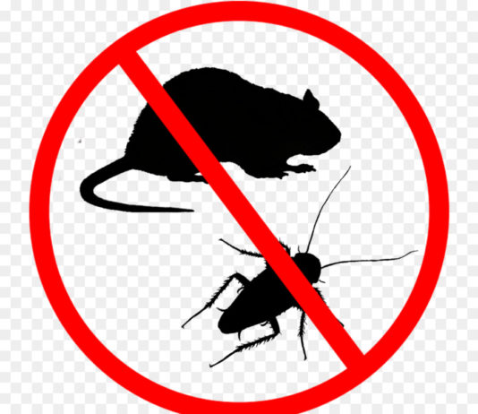 Дератизация и дезинсекция Дератизация и дезинсекция