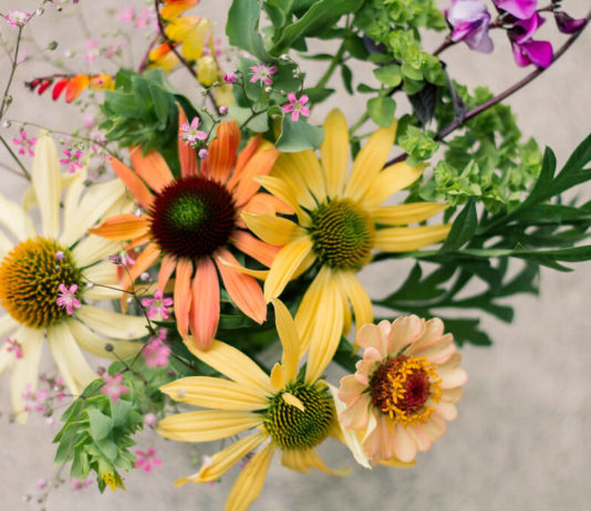 Эхинацея для букетов и для души – как вырастить цветок в домашних условиях Эхинацея для букетов и для души – как вырастить цветок в домашних условиях