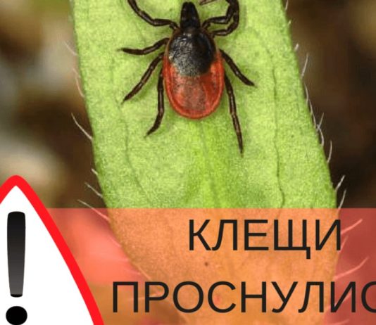 Внимание — клещ! Как защититься от укусов Внимание - клещ! Как защититься от укусов
