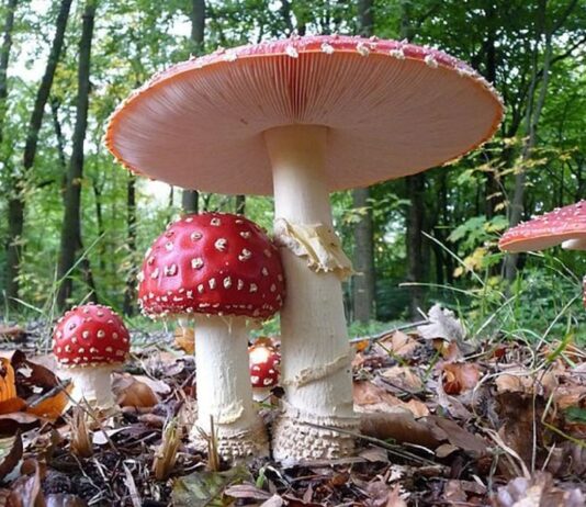 Красный мухомор — характеристика, свойства. Это ядовито? Красный мухомор - характеристика, свойства. Это ядовито?