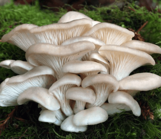 Съедобные грибы: в чем их польза? Съедобные грибы: в чем их польза