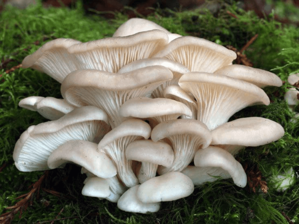 Съедобные грибы: в чем их польза