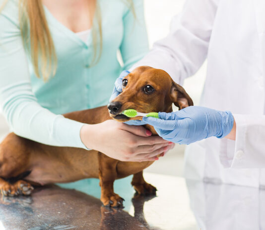 Как выбрать хорошего ветеринара? Как выбрать хорошего ветеринара?