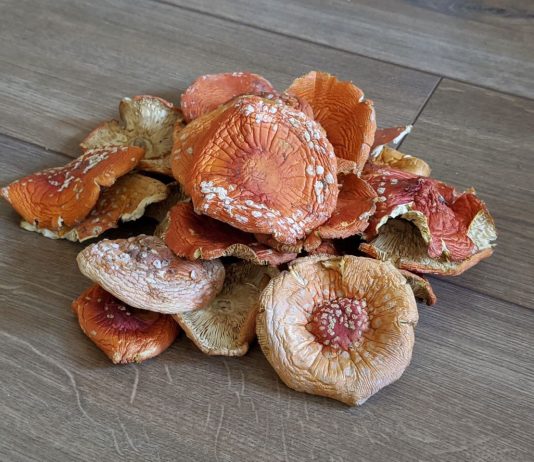 Сушеный мухомор: польза, показания и противопоказания