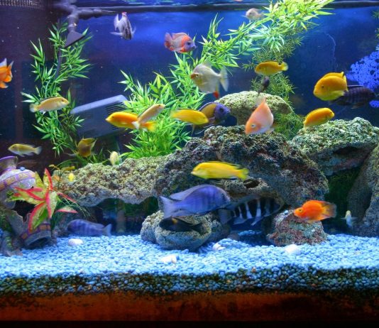 Что важно знать выбирая рыбок для аквариума?