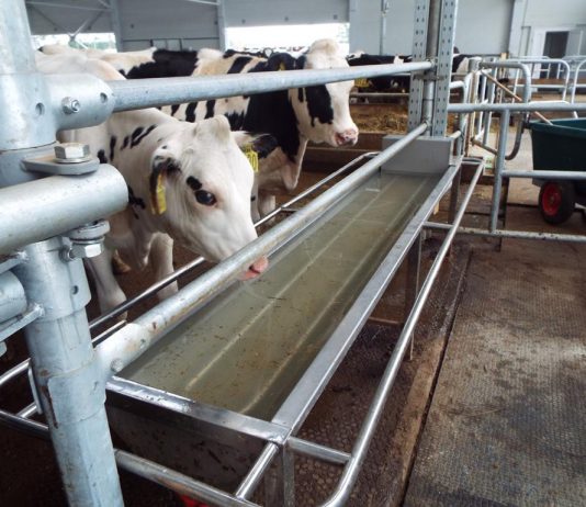 Преимущества поилок с подогревом для крупнорогатого скота