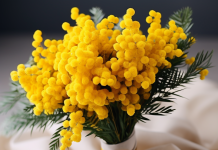 На какой праздник можно подарить девушке букет мимозы?