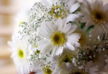 Питерские ромашки: простота и очарование в каждом букете