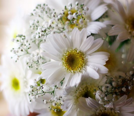 Питерские ромашки: простота и очарование в каждом букете